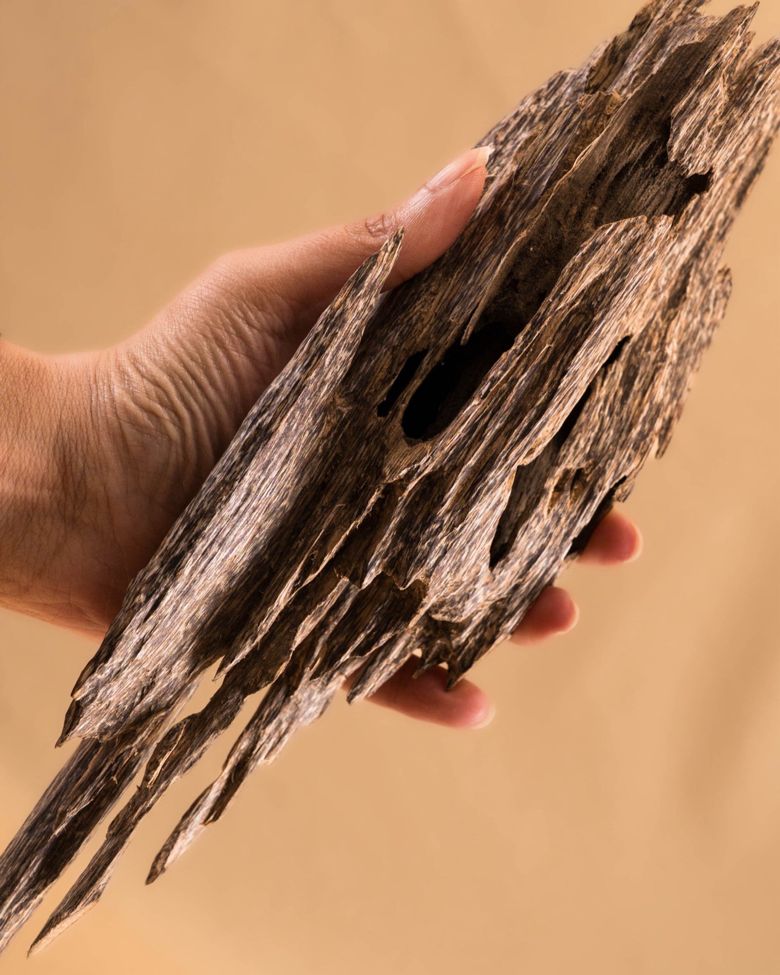 A hand holding wild agarwood, the wood real oud comes from